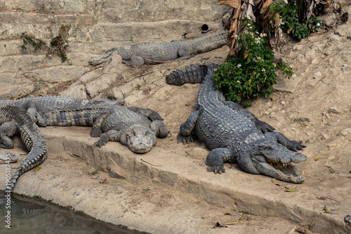 Schilderij op canvas Crocodiles resting on stone steps near water, group of reptiles sunbathing in en