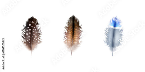 Detailed realistic 3d colored bird feathers floating softly in air showcasing natural plumage texture lightness and elegance ideal for creative backgrounds and artistic design concepts