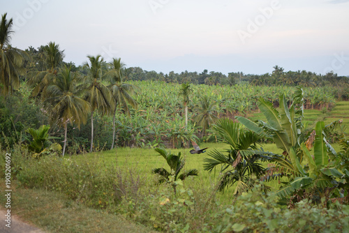 Wallpaper Mural Best Banana Plantation in Village. Healthy Banana Plant Growth and Natural Farming Methods. Thriving Banana Plantation in Rural Village. Best Natural Banana Growing. Beautiful Banana Plantation Torontodigital.ca