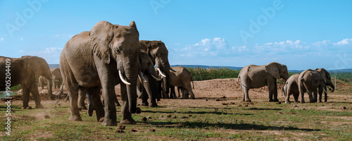Majestic elephants roaming freely in Addo Elephant Park under the South African sun