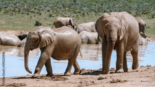 Majestic elephants play at a muddy waterhole in Addo Elephant Park, South Africa
