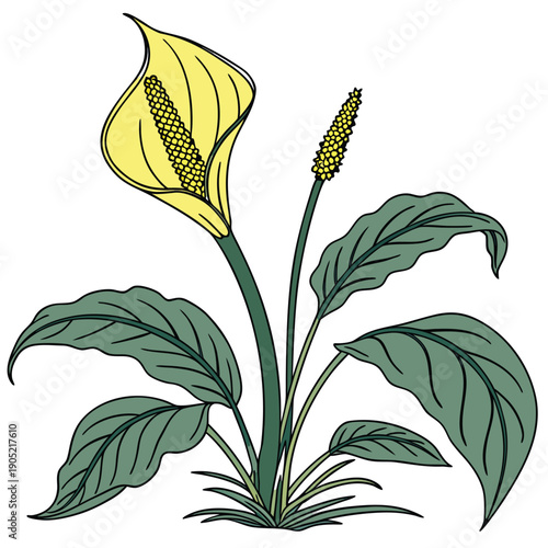 yellow skunk cabbage  vector illustration