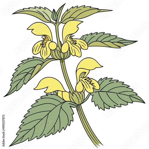 yellow archangel vector isolated