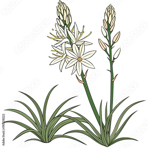 xerophyllum asphodeloide vector isolated