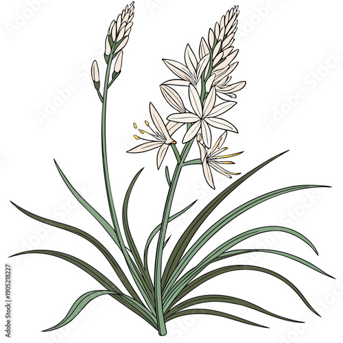 xerophyllum asphodeloide on white background