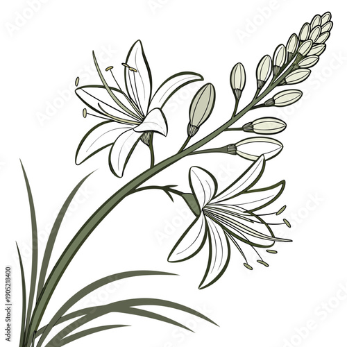 xanthorrhoea minor  flower vector on white