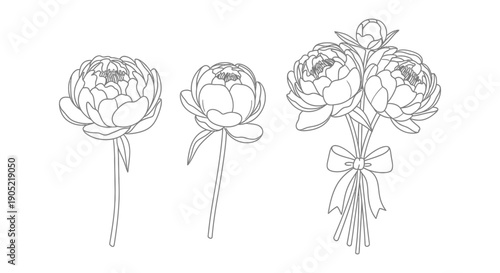 Collection of beautiful peony flower line art illustrations featuring single stems and a tied bouquet
