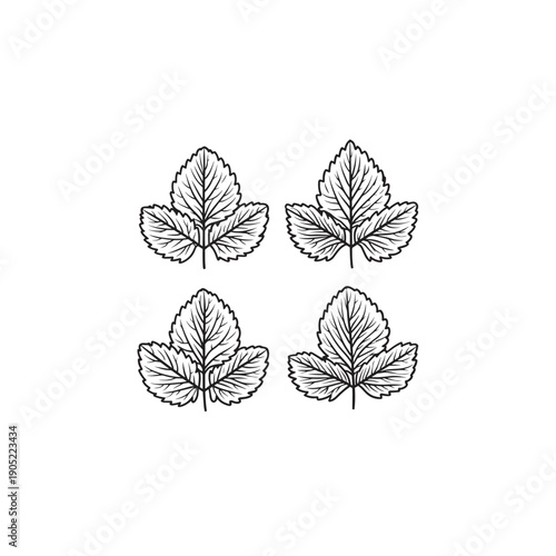 Lemon Balm icon line art botanical illustration 