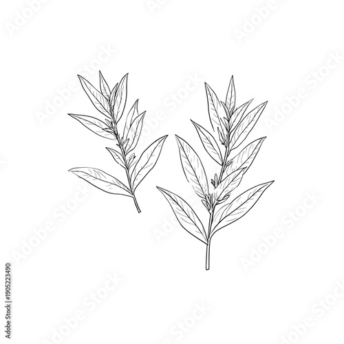 Lemon Verbena icon line art botanical 