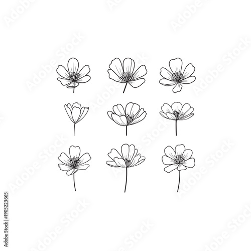 Lesser Celandine icon line art minimal 