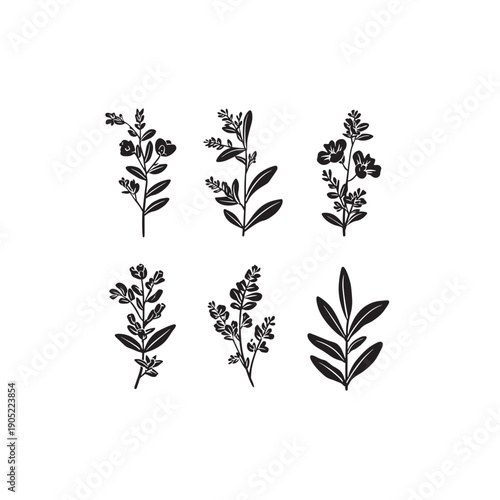 Licorice Plant Flower icon line art botanical 