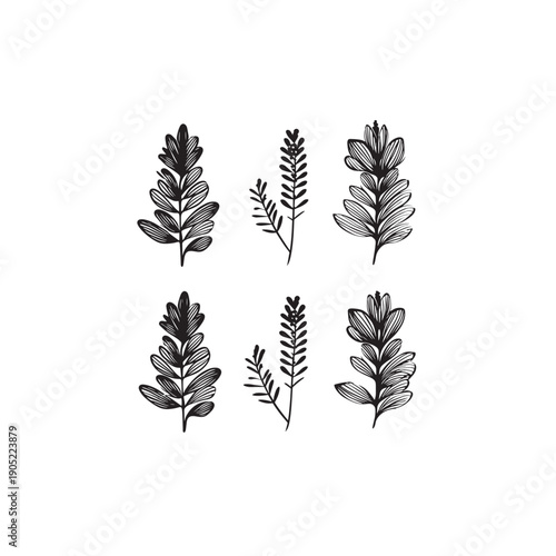  Licorice Plant Flower icon line art herbal illustration 