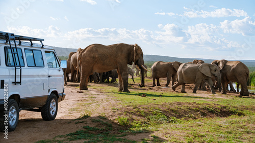 Majestic elephants gather near a safari vehicle in Addo Elephant Park, South Africa