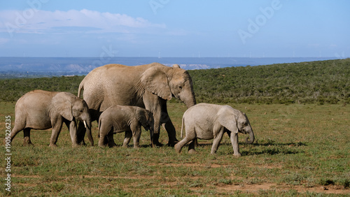 Majestic elephants roam freely in Addo Elephant Park, South Africa during a sunny day