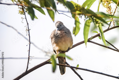turtle dove on  branch