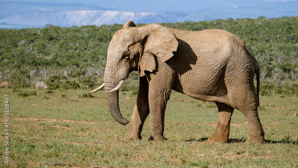 Fototapeta premium Majestic elephant roaming freely in Addo Elephant Park under the South African sun