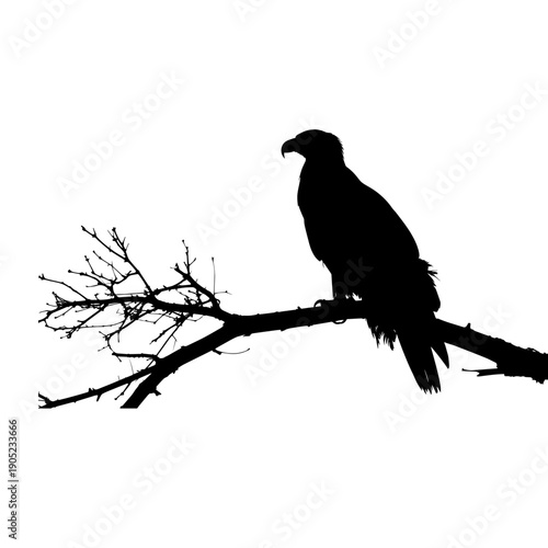 Bird on tree branch silhouette isolated on transparent background