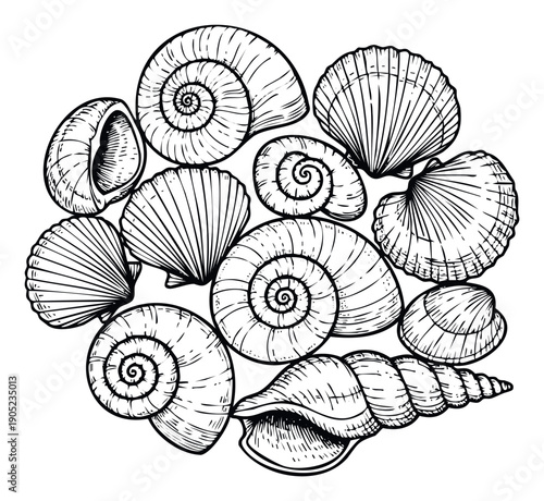 A decorative collection of various ocean seashells and spiral sea snail shells, perfect for creating inviting summer themed designs or engaging educational marine life projects
