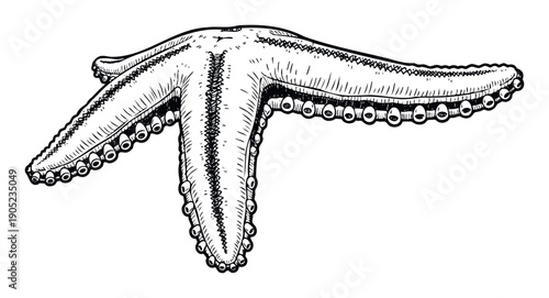 Detailed hand drawn starfish in a vintage engraving style capturing the essence of ocean life, ideal for educational content, aquatic themes, or decorative prints.