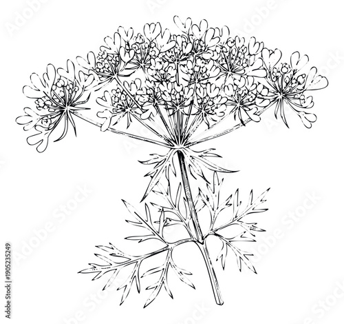 A detailed black and white botanical line drawing depicting a wild flower with intricate umbel clusters and finely dissected foliage, suitable for educational content, product branding, or