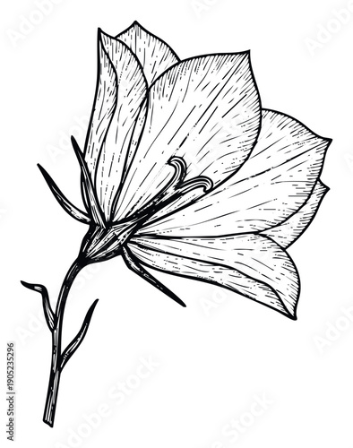 Exquisite detailed botanical drawing of a delicate bellflower bloom with intricate line work, perfect for naturethemed packaging, textile prints, or educational materials about wild flora.