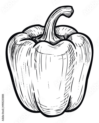 Hand drawn pepper sketch for healthy food blogs, cooking websites, vegetable market advertisements, recipe books, and organic farming promotional materials