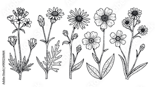 Vintage botanical collection of wild flora in intricate line drawing style for use in herbal product labels, wedding invitations, natural health guides, or rustic home decor projects.