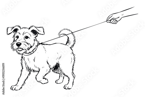Playful shaggy dog on a walk with a person holding its leash, suitable for articles about pet responsibility, animal companionship, or outdoor activities.