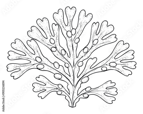 Detailed botanical drawing of a branching plantlike organism resembling a lichen or seaweed, perfect for natural science education, biology textbooks, or vintage nature graphic design
