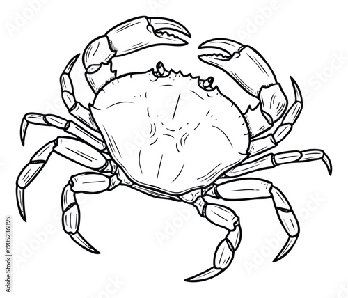 A captivating black and white line drawing of a formidable crab, perfect for seafood menus, marine life publications, restaurant decor, and aquaticthemed branding.