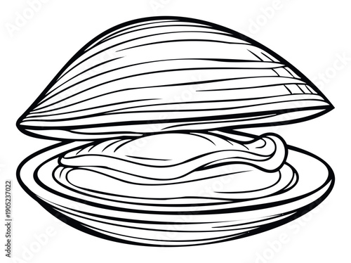 An open clam with its two shell halves revealing the bivalve meat inside, a versatile graphic suitable for seafood restaurant branding, aquatic educational materials, or culinary related