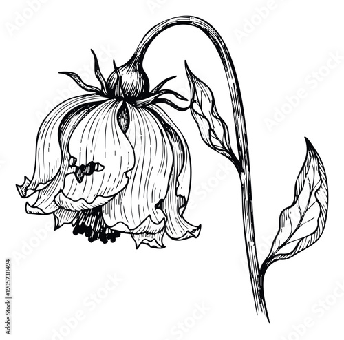 Delicate hand drawn botanical sketch of a drooping flower with a graceful stem and leaves, ideal for vintageinspired graphic projects, naturethemed prints, and timeless decorative designs