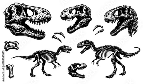 Dinosaur Fossil Bones and Skulls Illustration Set on White Background