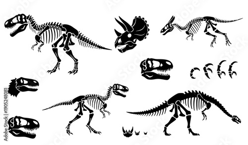 Collection of black and white dinosaur skeletons and skulls vector illustration set for educational and prehistoric design