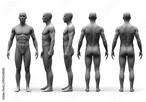 Detailed male anatomical model in grey tones, presented from multiple angles including front, side, and back, on a white background.