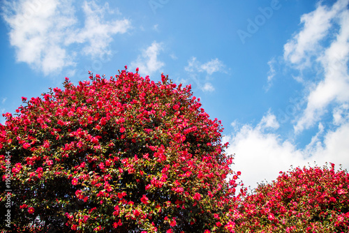 제주 동백수목원