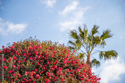 제주 동백수목원