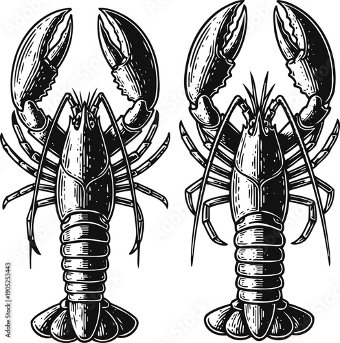 detailed black and white lobster illustrations with claws raised, marine crustaceans in vintage engraving