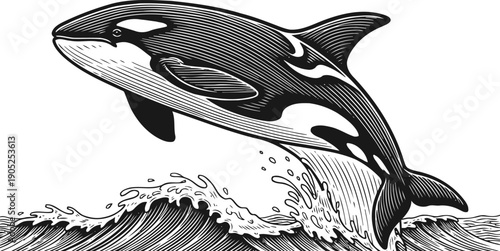 Orca whale jumping over ocean waves, black and white marine animal illustration