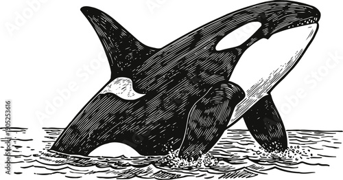 Orca whale breaching ocean surface black and white killer whale jumping from water