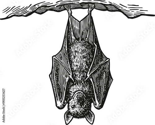 Bat hanging upside down from a branch detailed black and white vintage animal illustration