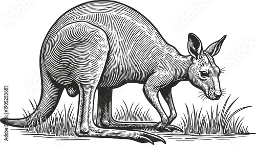 Detailed black and white illustration of a kangaroo grazing in the grass with fine etching lines