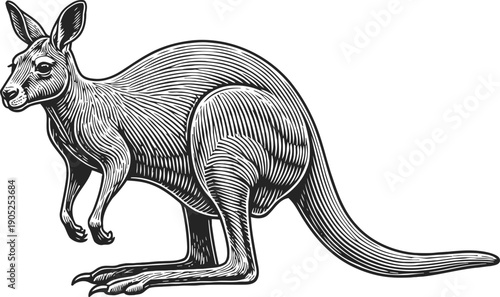 Detailed black and white kangaroo illustration wild australian animal with long tail and strong hind legs engraved drawing