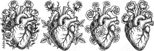 human heart illustrations with roses and thorns vintage anatomical drawings with floral elements, botanical design, black ink art