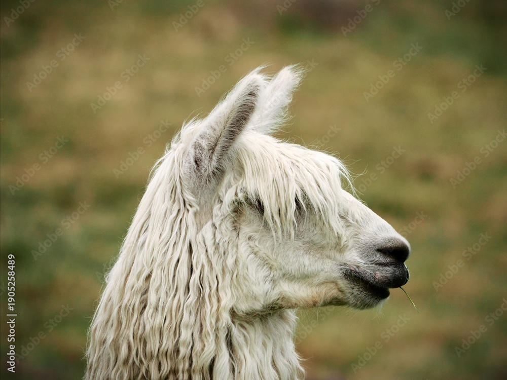 Obraz premium Cool alpaca