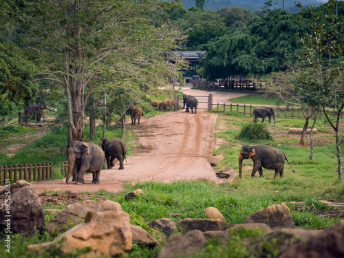 Elephants Orphanage, Sri Lanka