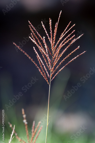 Fotografija A reddish-brown Miscanthus sinensis seed head, showcasing its delicate fan-shape