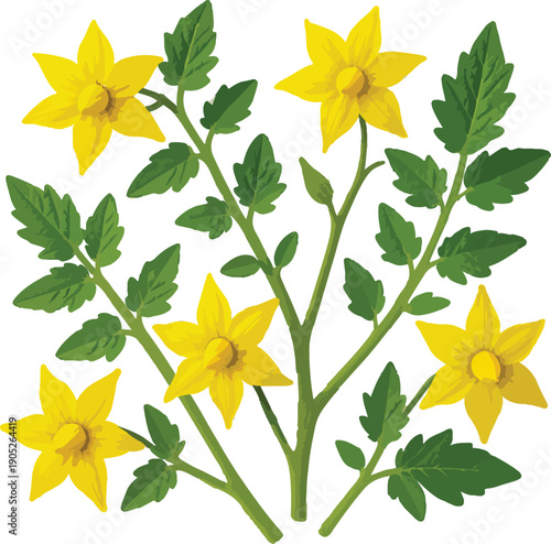 Tomato Plant Branches with Yellow Flowers and Leaves