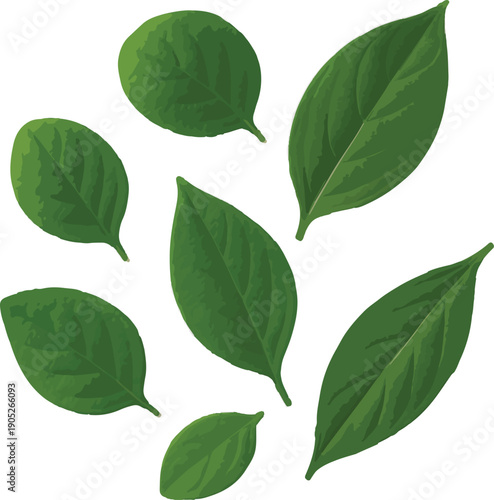 Seven Green Leaves Scattered On White Background foliage