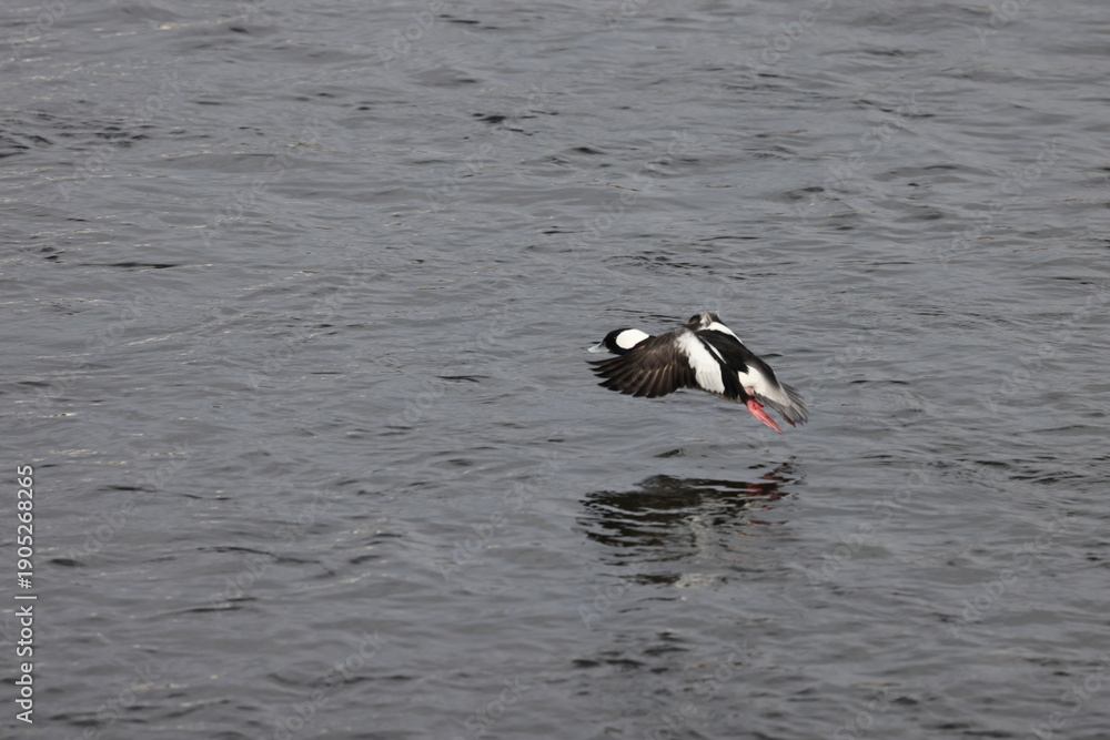 Naklejka premium The bufflehead (Bucephala albeola) is a small sea duck of the genus Bucephala, the goldeneyes. This photo was taken in Japan.